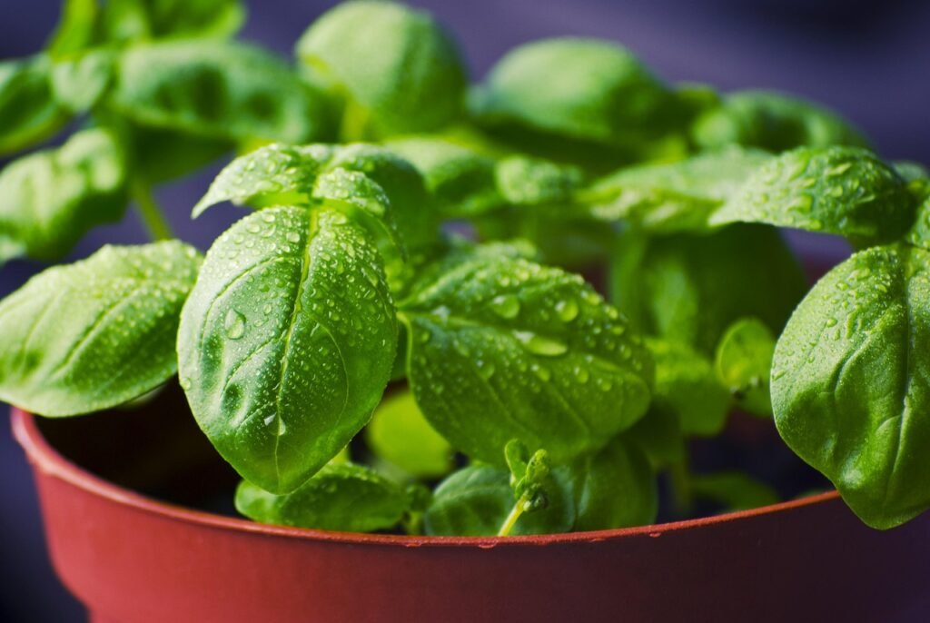 Growing Basil at Home: A Foolproof Guide