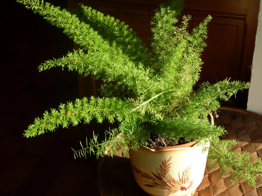 10 Best Hanging Plants For Full Sun Asparagus Fern (Asparagus densiflorus 'Sprengeri')