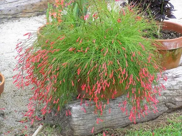 10 Best Hanging Plants For Full Sun Coral Plant (Russelia equisetiformis)