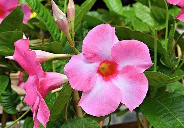 10 Best Hanging Plants For Full Sun Dipladenia (Mandevilla spp.)