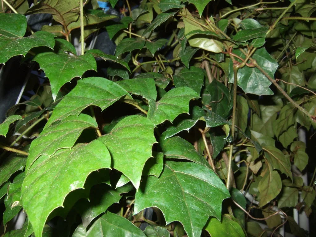 10 Best Hanging Plants For Full Sun Grape Ivy (Cissus rhombifolia)