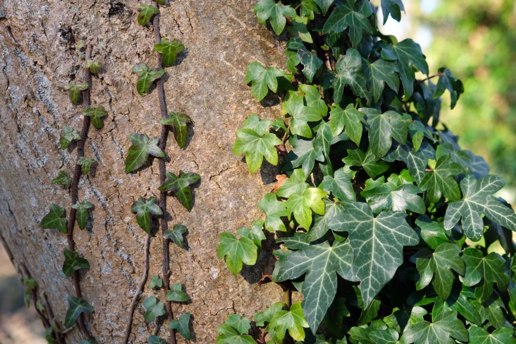 10 Best Hanging Plants For Full Sun English Ivy (Hedera helix)