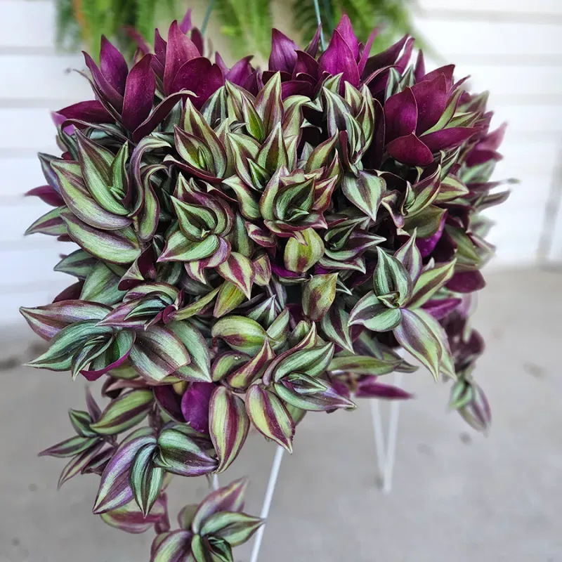 10 Best Hanging Plants For Full Sun Inch Plant (Tradescantia zebrina)