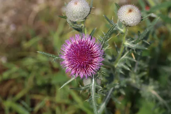Holy Thistle: How To Grow, Care &Amp; Use In Gardens Milk Thistle: How to Grow, Care & Use in Gardens