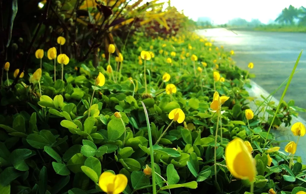 10 Best Hanging Plants For Full Sun Peanut Grass (Arachis repens)