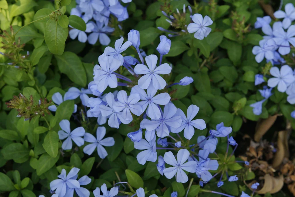 10 Best Hanging Plants For Full Sun Plumbago (Plumbago auriculata)