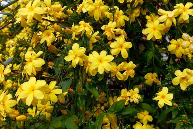 10 Best Hanging Plants For Full Sun Yellow Jasmine (Jasminum mesnyi)