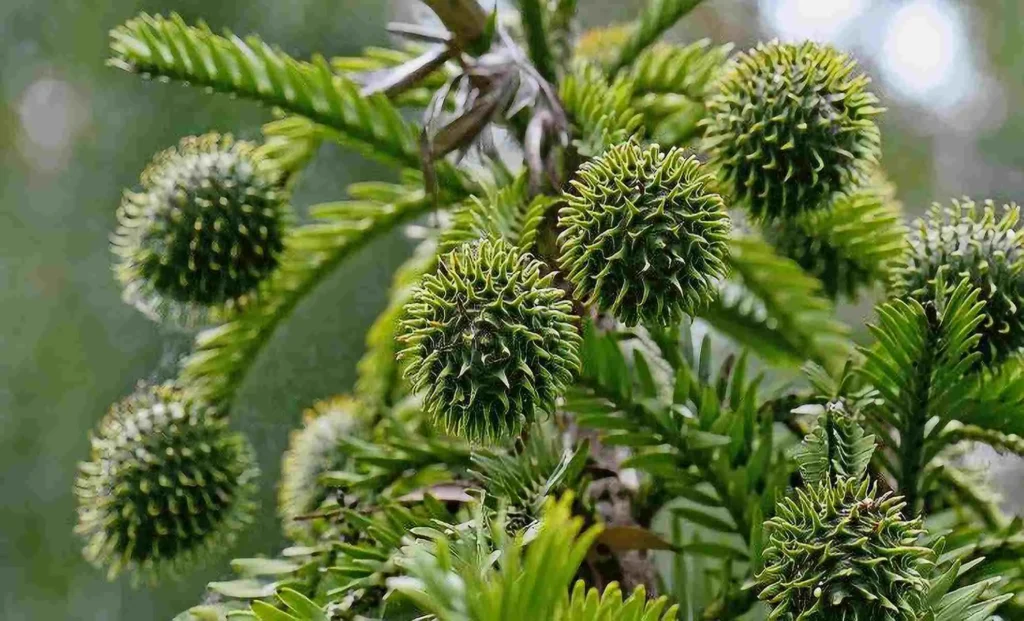 Prehistoric ‘Dinosaur Tree’ Earn UK Couple Thousands