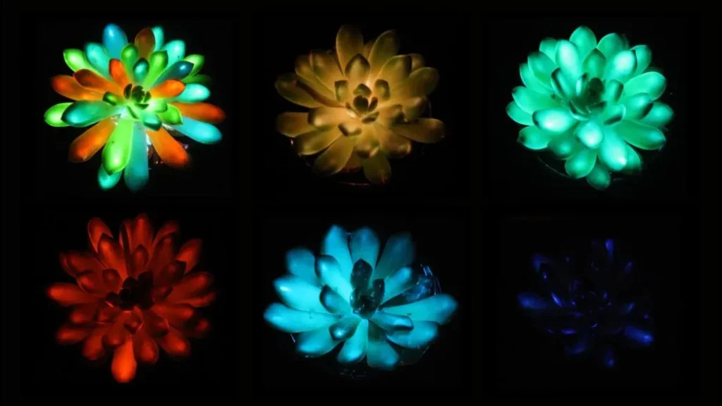 China Creates Self-Glowing Succulents for Gardens