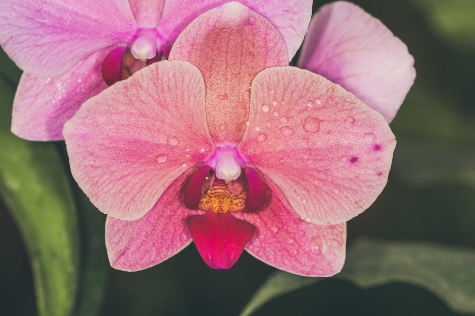Phalaenopsis Orchid Plant Care Orchids Phalaenopsis