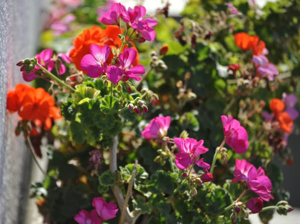 Geranium (Pelargonium x hortorum)