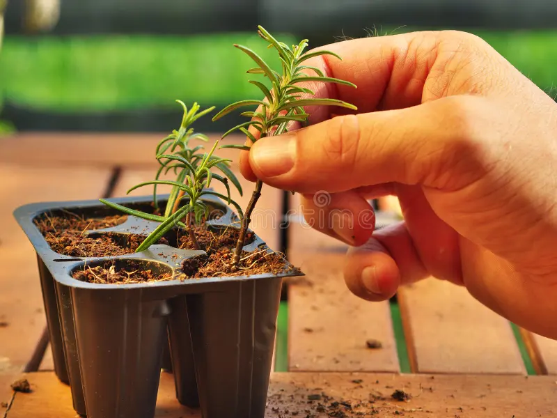 How To Grow Rosemary: Proven Tips, Mistakes To Avoid & Expert Guide How to Grow Rosemary