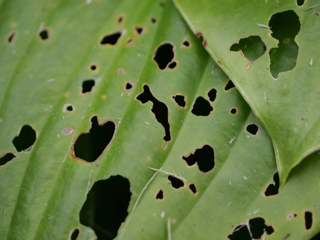 Holes in Plant Leaves